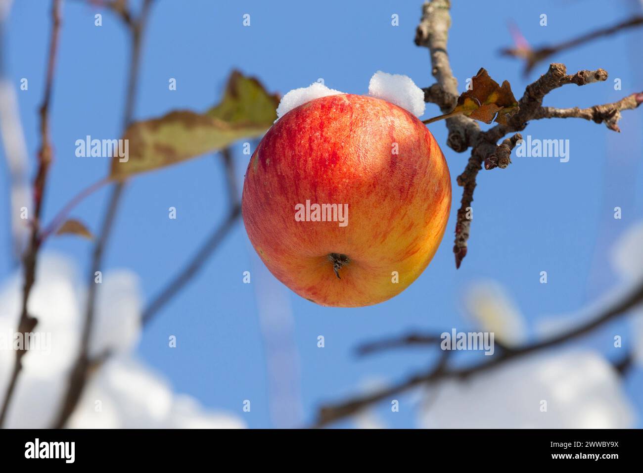 Apple On The Tree In December Stock Photo