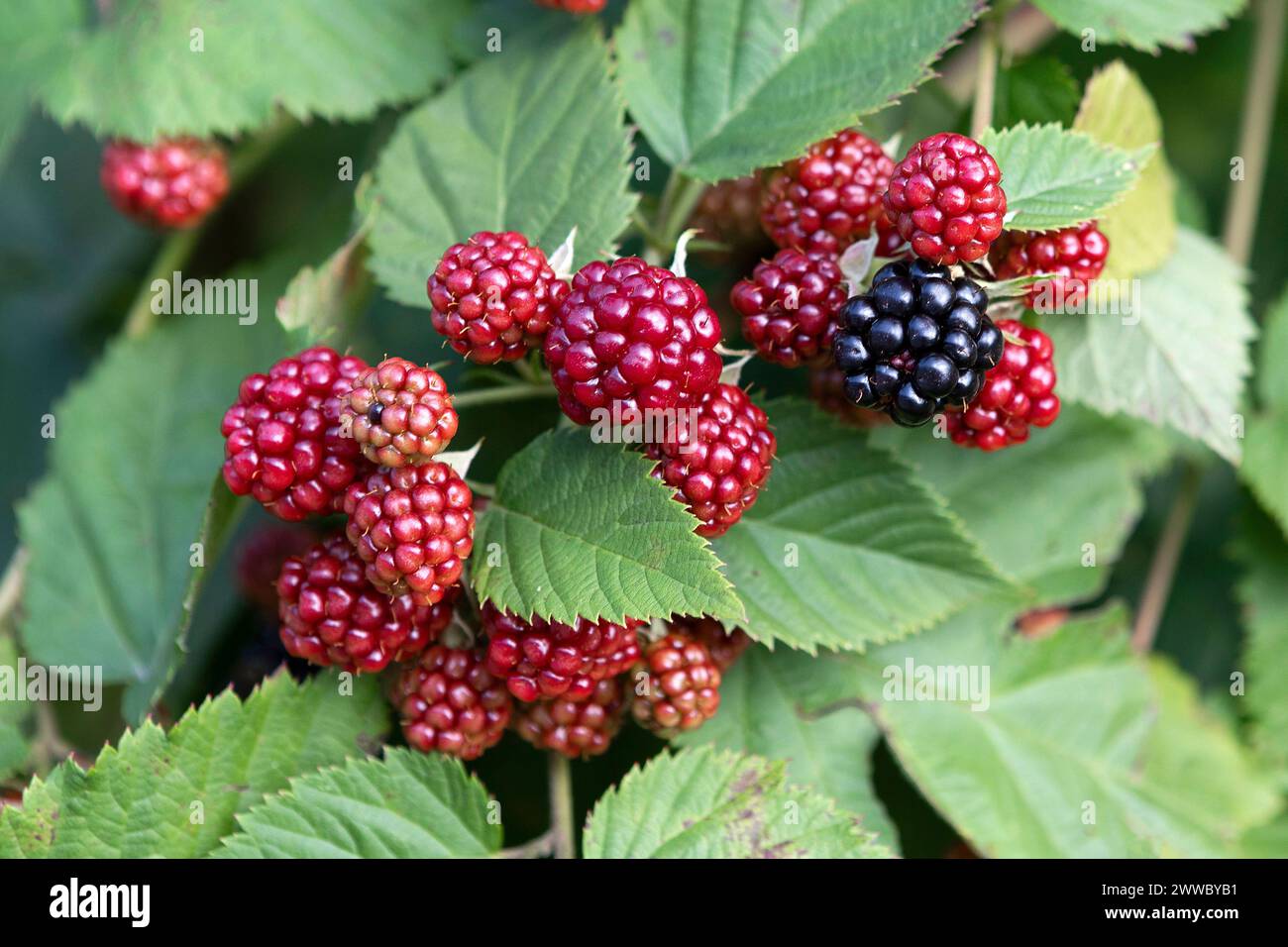 Blackberries Fruits Stock Photo