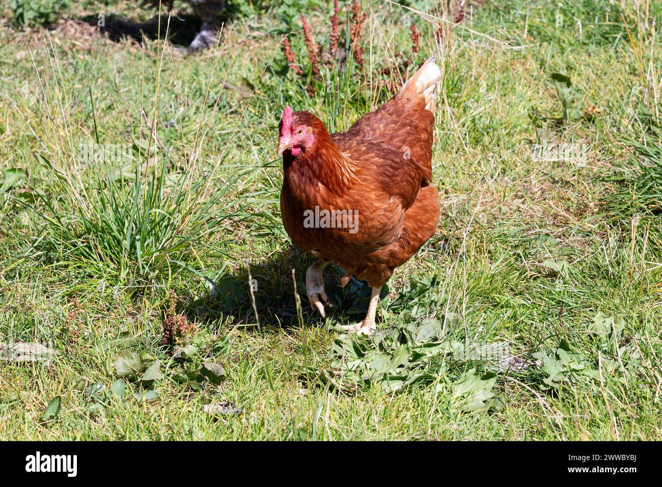 Free-range Chickens, Lohmann Chicken Stock Photo