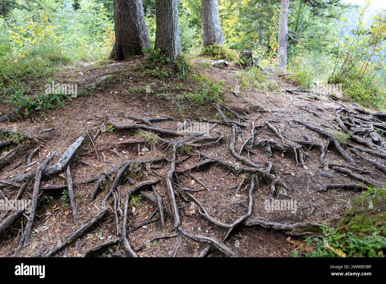 Tree Roots, Conifers Stock Photo