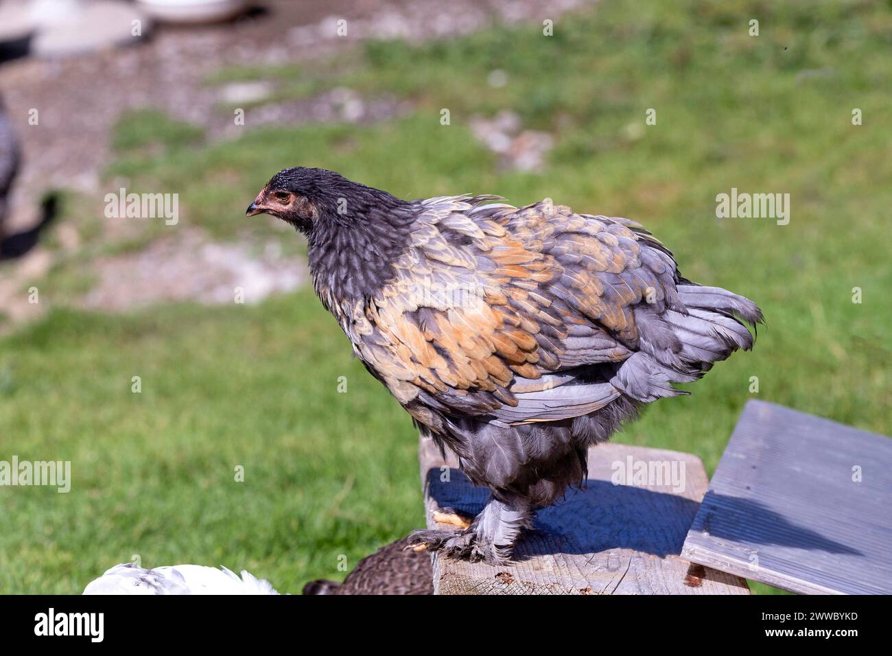 Free-range Chickens, Green Layers Stock Photo - Alamy