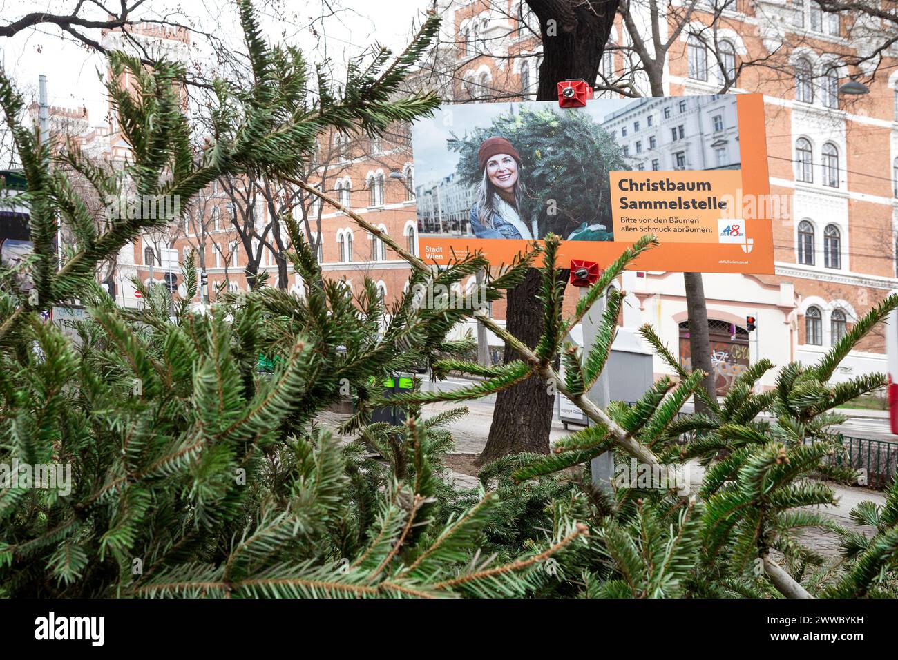 Christmas Tree Collection Point In Vienna, Austria Stock Photo