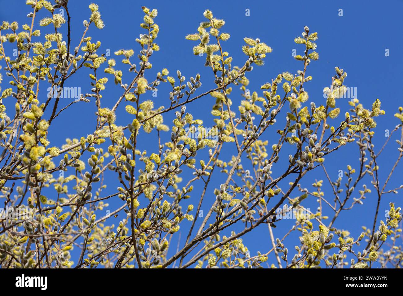 Willow Catkins In Bloom Stock Photo