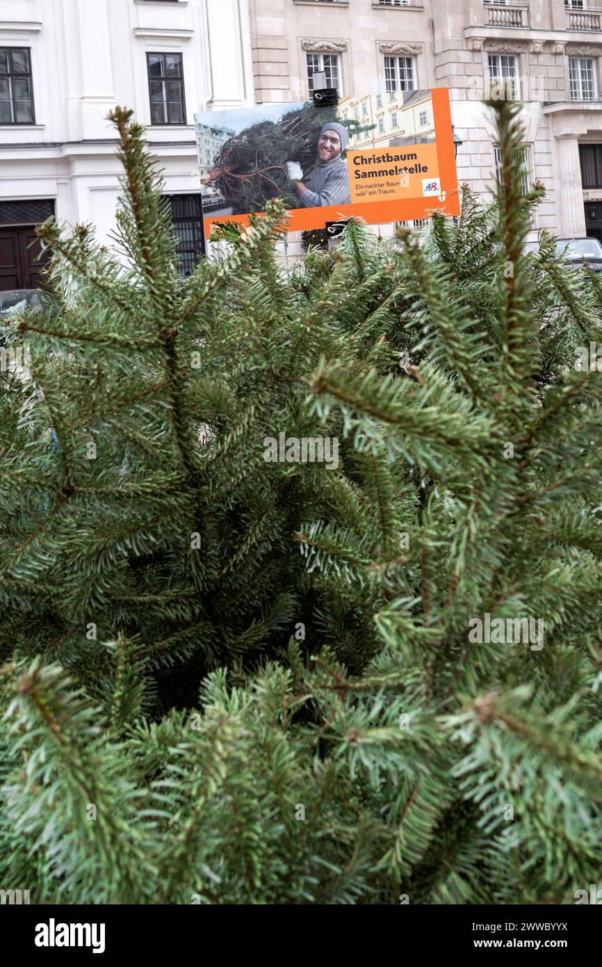 Christmas Tree Collection Point In Vienna, Austria Stock Photo