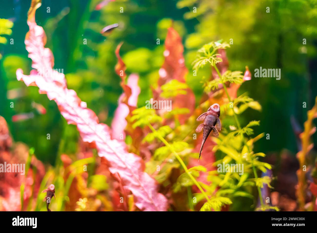 Tropical marine fish stuck in natural habitat. Oceanarium, wildlife, colorful underwater world, aquarium. Selective focus, soft focus. Stock Photo
