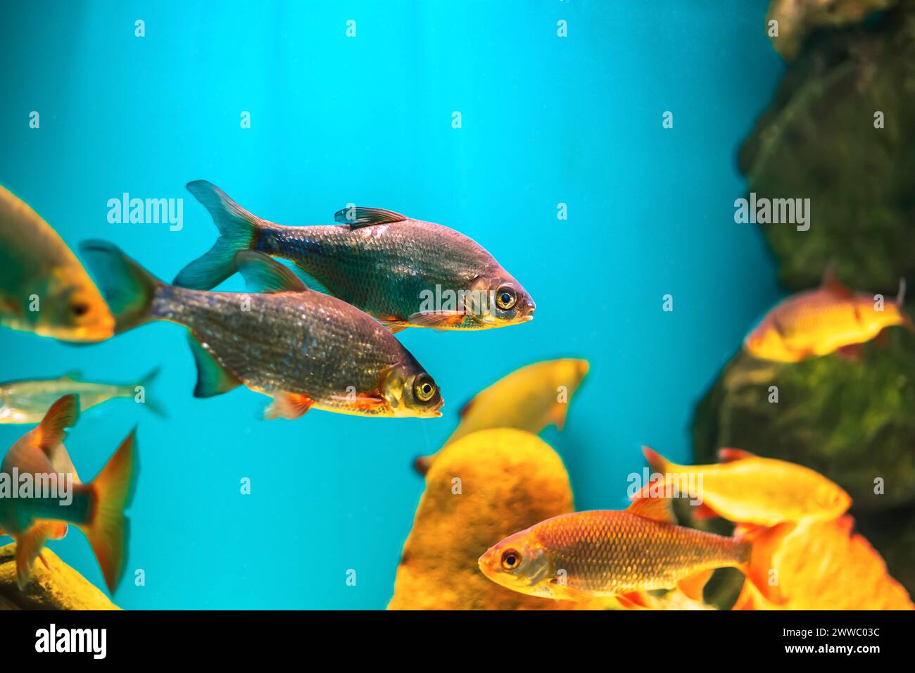 River fish in their natural habitat. Oceanarium, wildlife, colorful ...