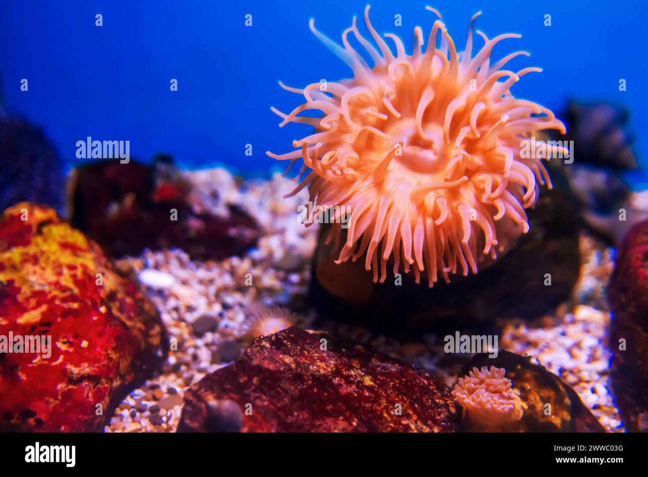 Tropical marine fish on a coral reef. Oceanarium, wildlife, colorful underwater world, aquarium. Stock Photo