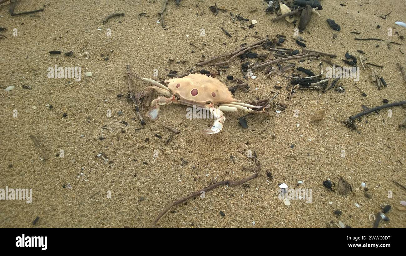 A crab forages for food on the beach in Karwar, Karnataka, India Stock Photo