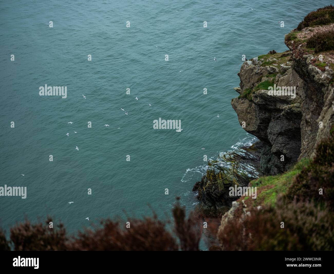 Seagulls flying around the cliffs at Howth Head, north of Dublin city, Ireland. Stock Photo
