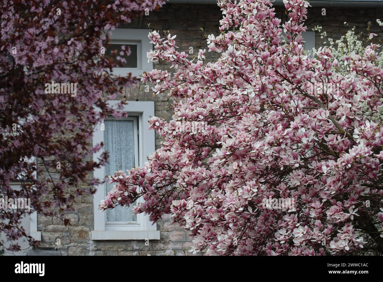 Natural stone building with large Plum and Magnolia bushes Stock Photo