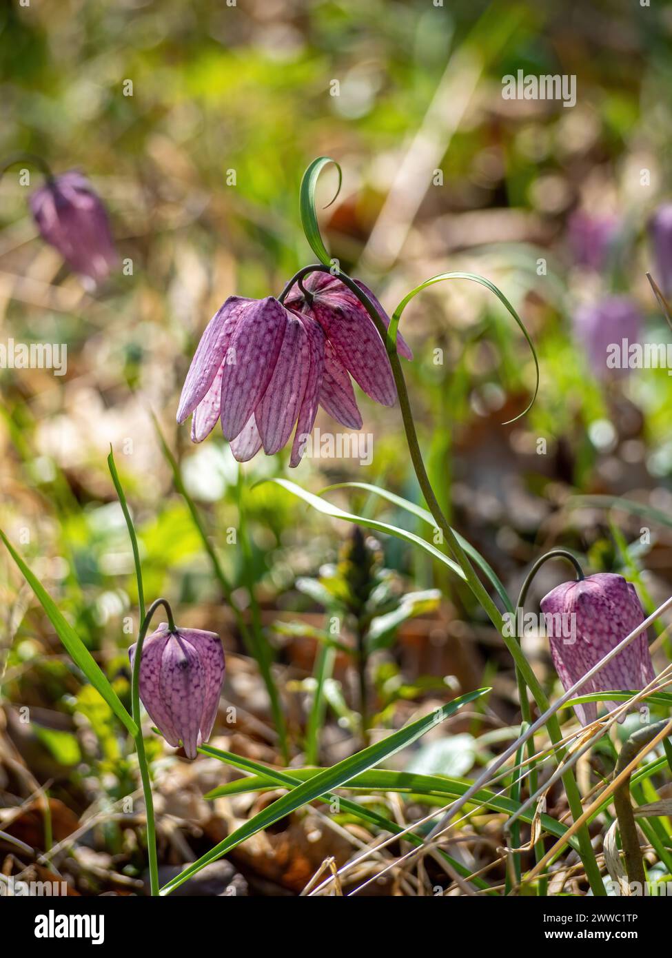 charming spring flower Fritillaria meleagris known as snake's head, chess flower, frog-cup or fritillary in its natural ecosystem, close up photo Stock Photo