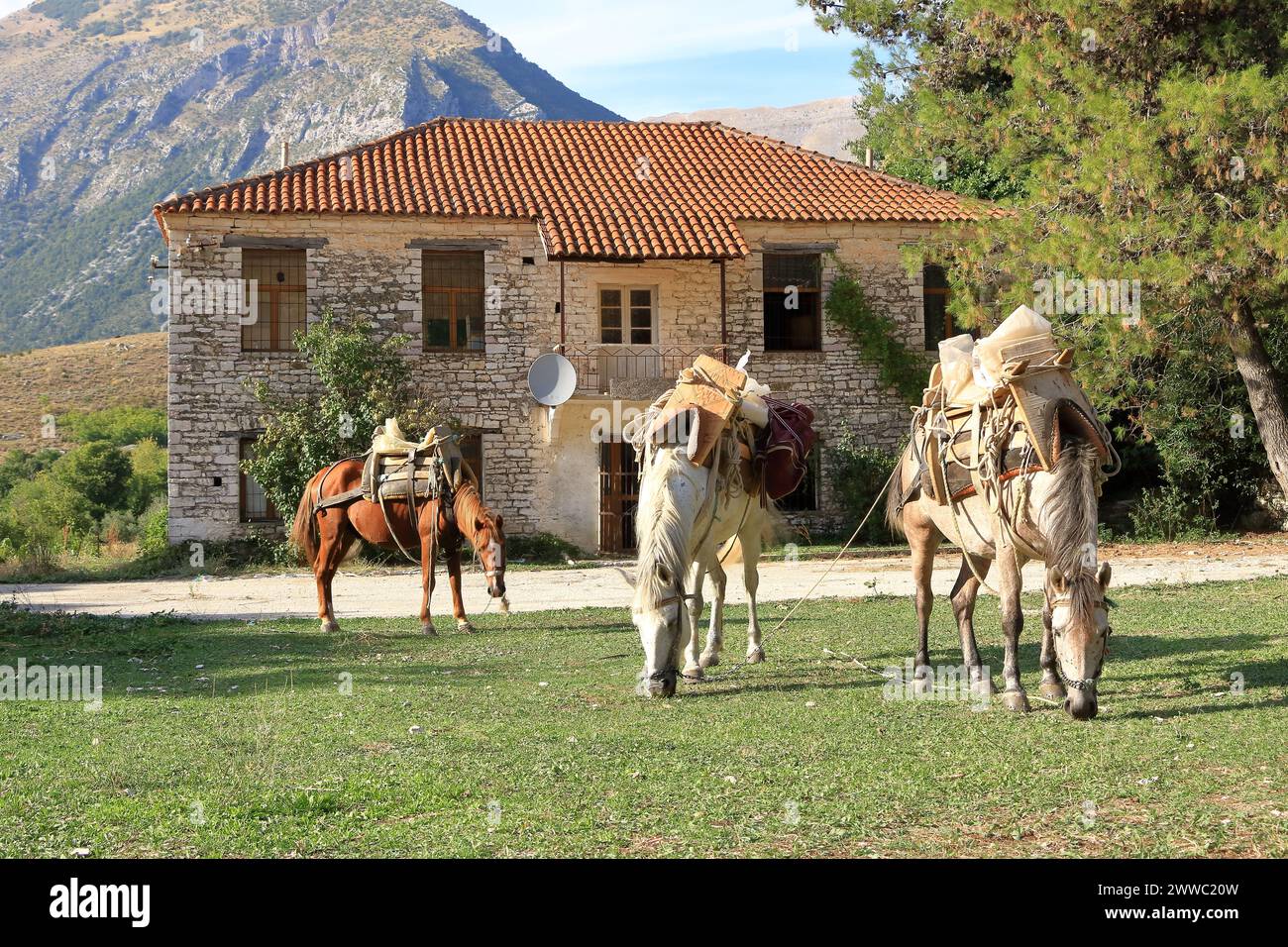 some Horses Standing in Front of a House Stock Photo