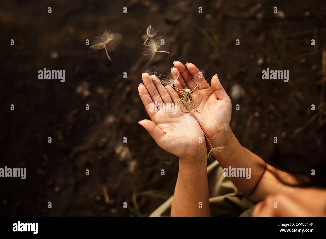 Dandelion seeds top view hi-res stock photography and images - Alamy