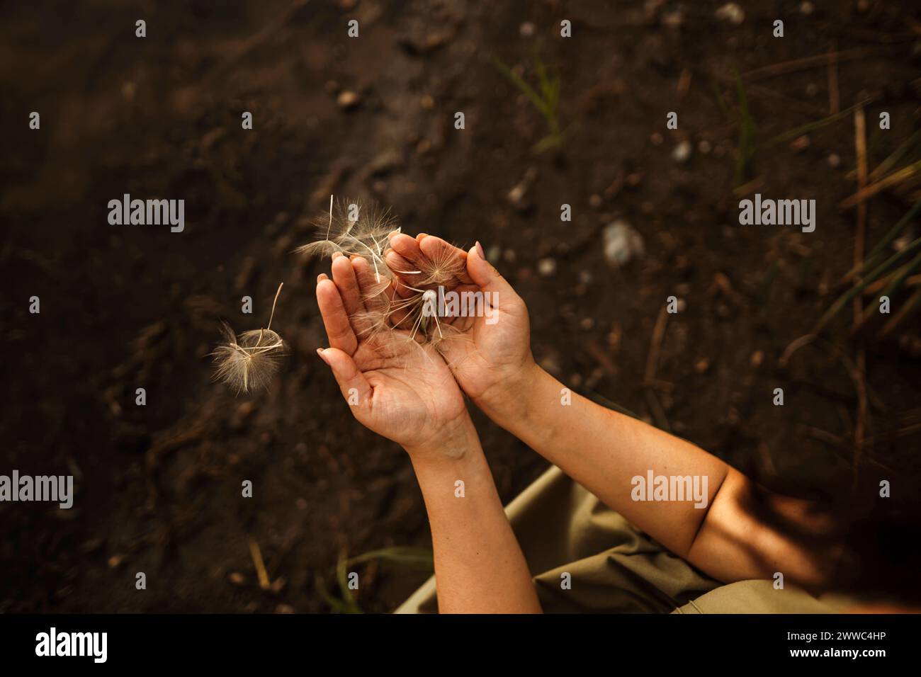 Dandelion seeds top view hi-res stock photography and images - Alamy