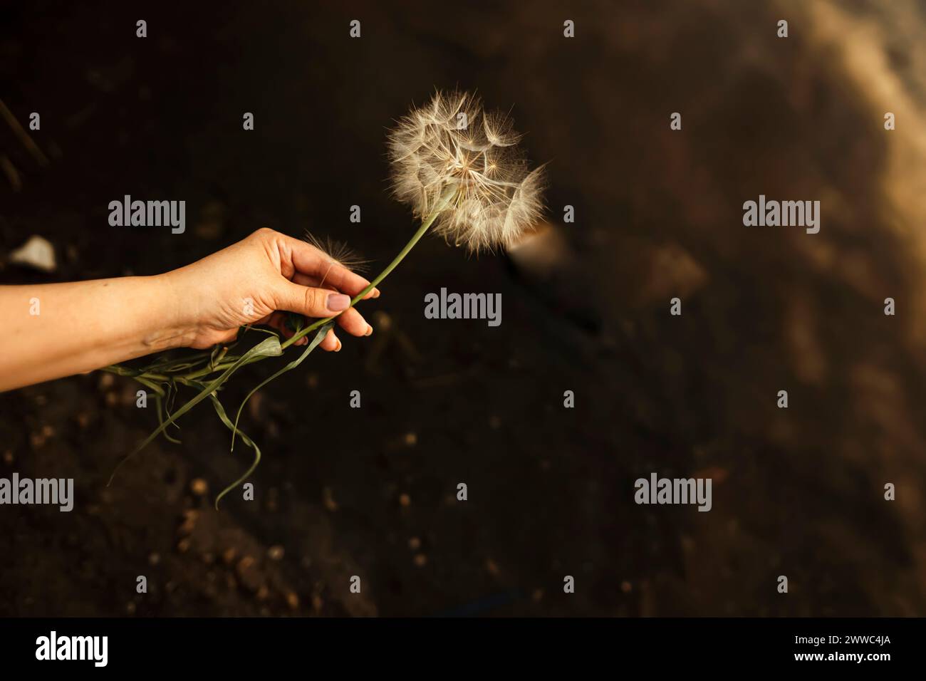 Dandelion seeds top view hi-res stock photography and images - Alamy
