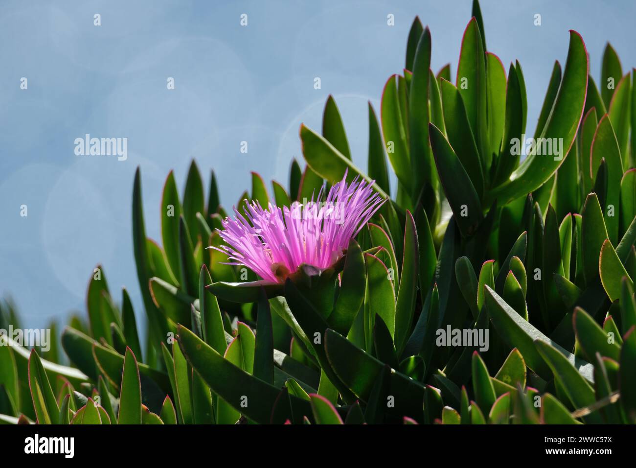 Flower of carpobrotus edulis on a background of blue sea Stock Photo