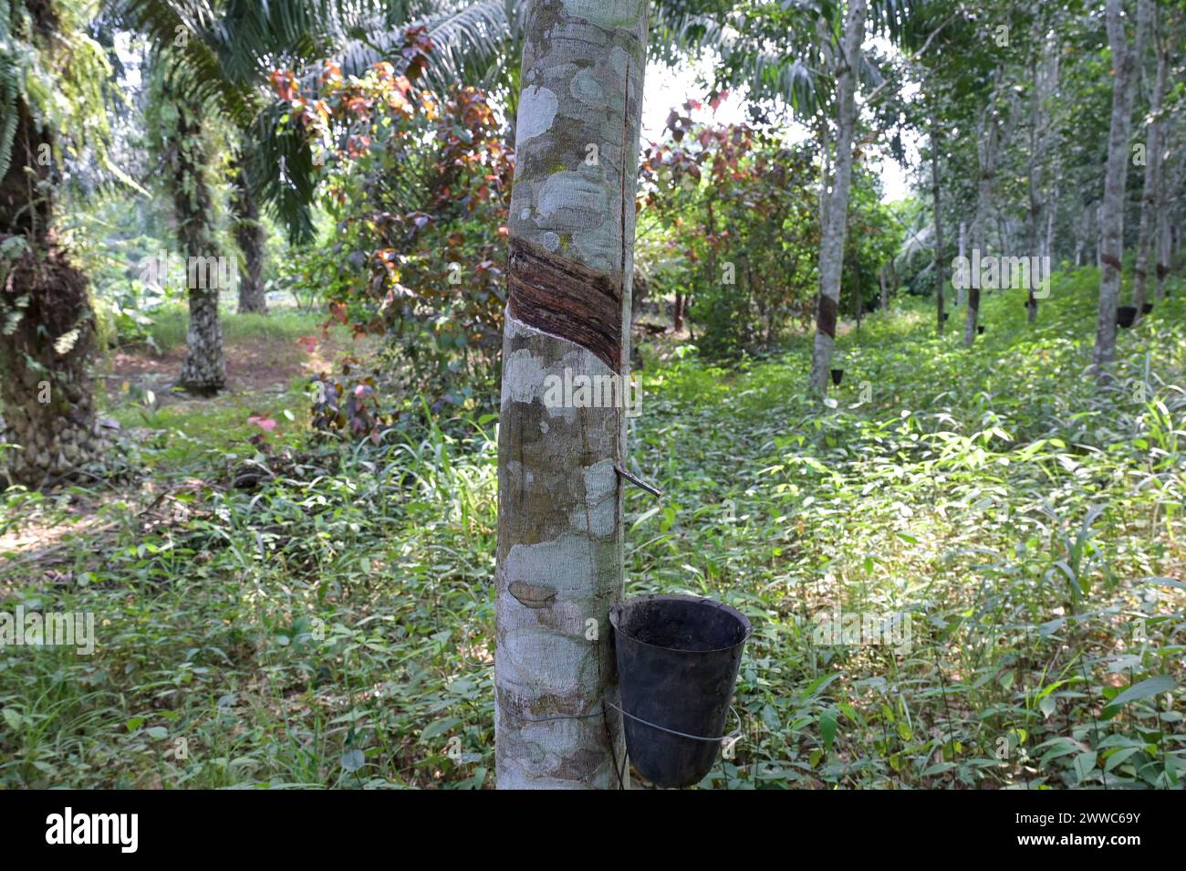 GHANA, Nkawkaw, palm oil and rubber farm of small scale farmer / GHANA, Palmöl und Kautschuk Anbau, Farm eines Kleinbauern Stock Photo