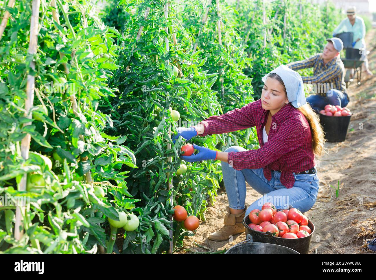 Concentrated girl collects a harvest of ripe tomatoes on a plantation ...