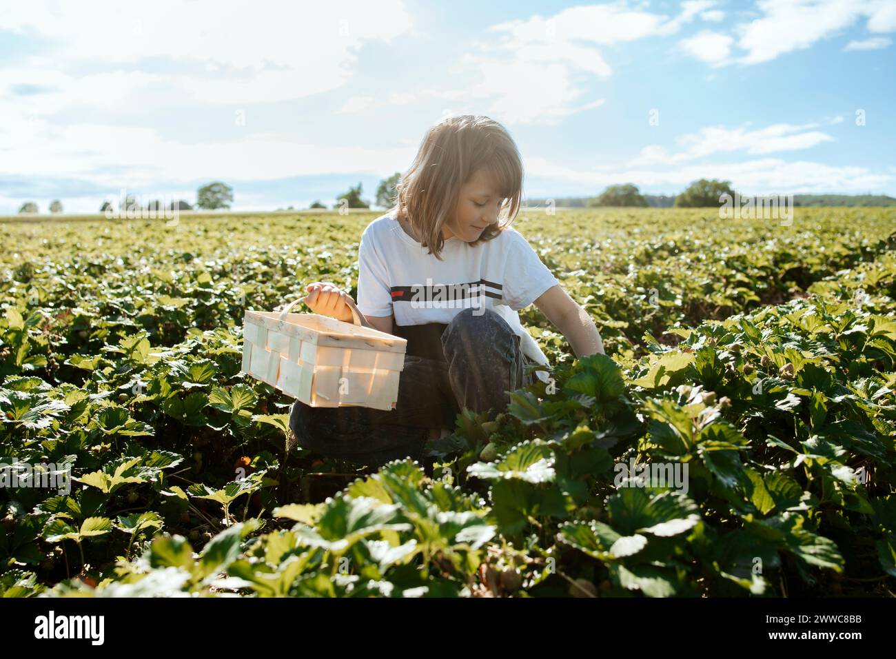 Strawberries farm children hi-res stock photography and images - Alamy