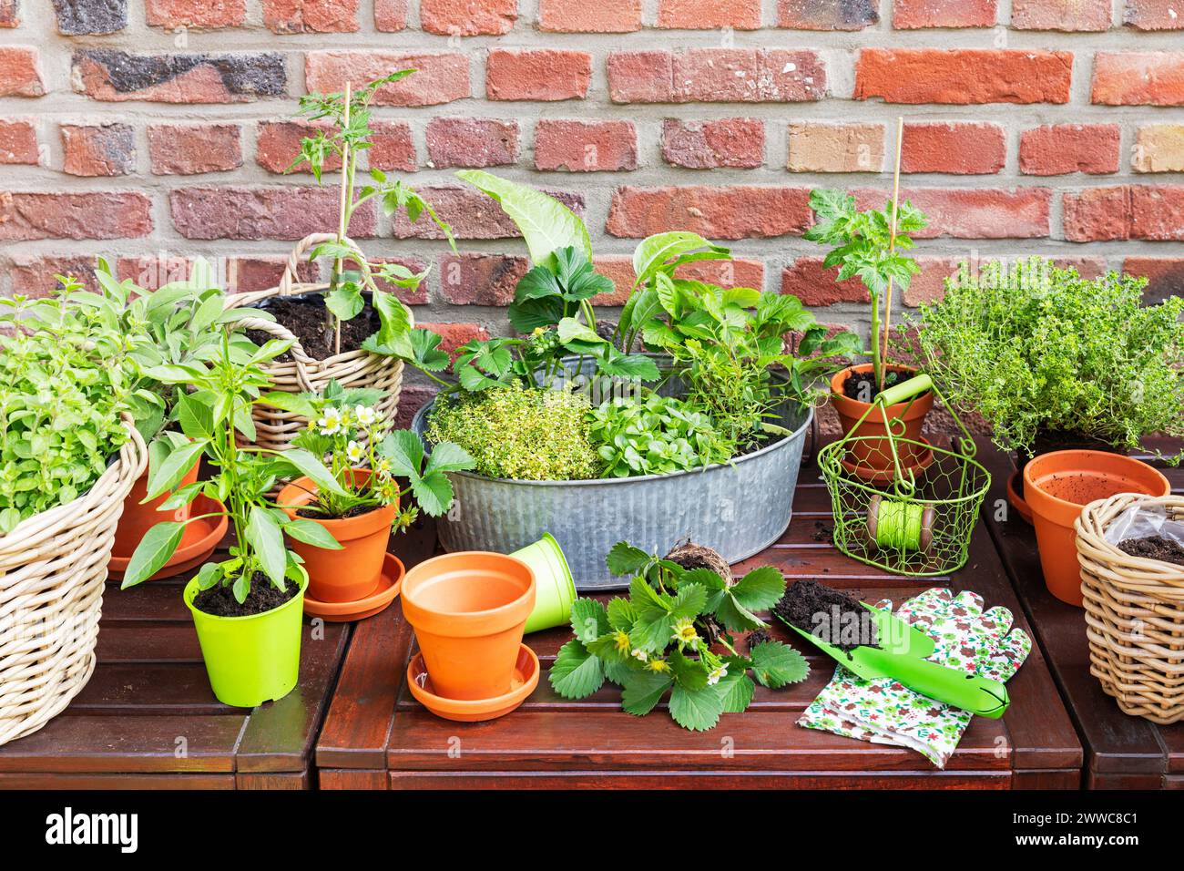 Green herbs cultivated in balcony garden Stock Photo