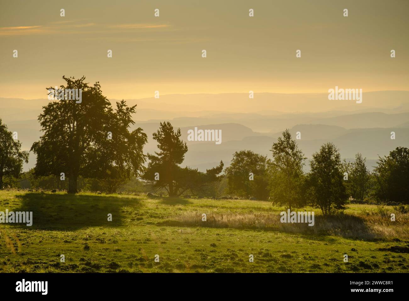 Germany, Bavaria, Trees along High Rhon Road at foggy dawn Stock Photo