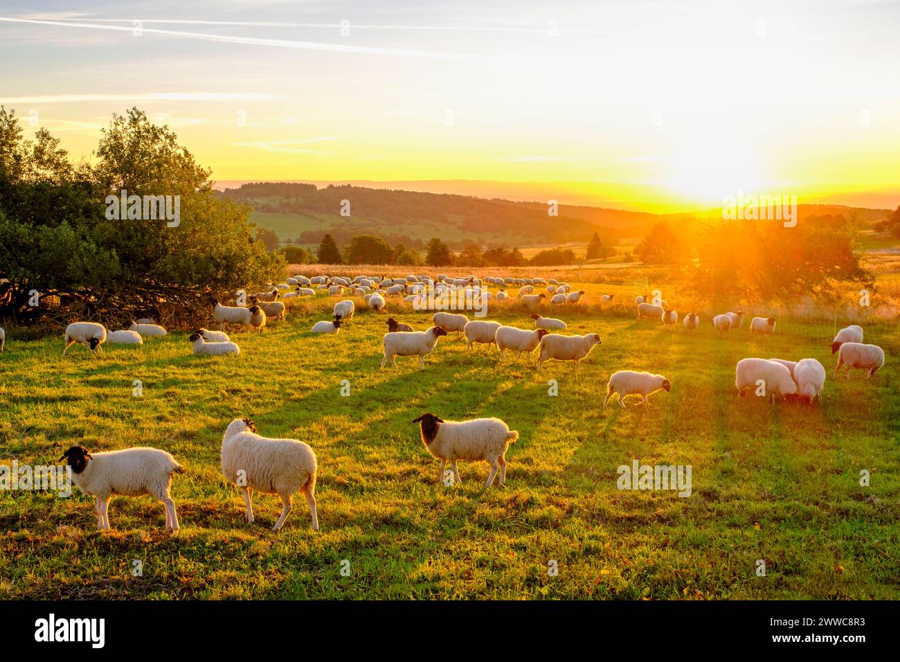 Germany, Bavaria, Flock of sheep grazing in pasture along High Rhon Road at sunrise Stock Photo