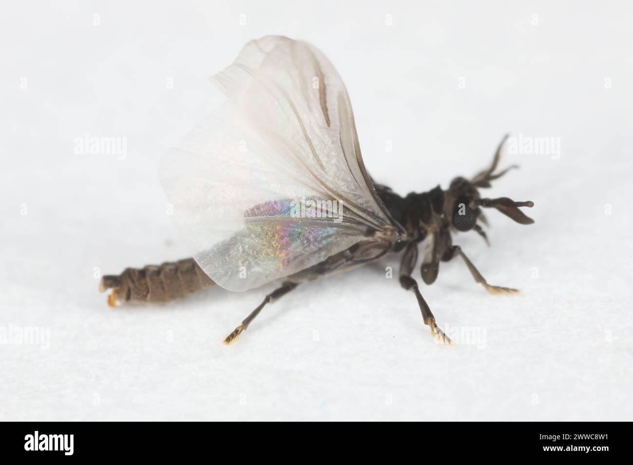 Male of Stylops. Strepsiptera, this is a mysterious order of insects that are parasites of other insects, mainly bees. Stock Photo