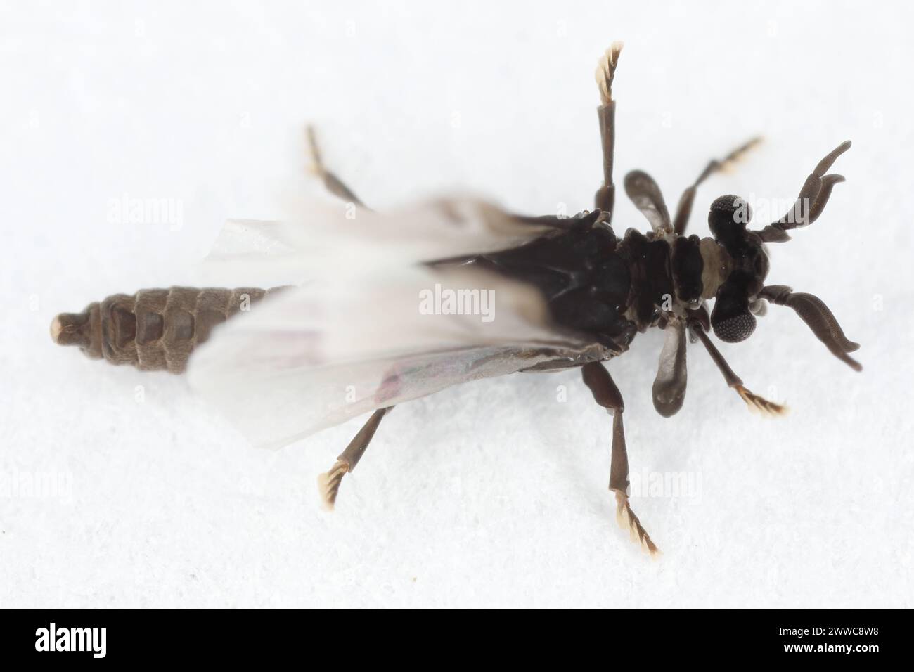 Male of Stylops. Strepsiptera, this is a mysterious order of insects that are parasites of other insects, mainly bees. Stock Photo