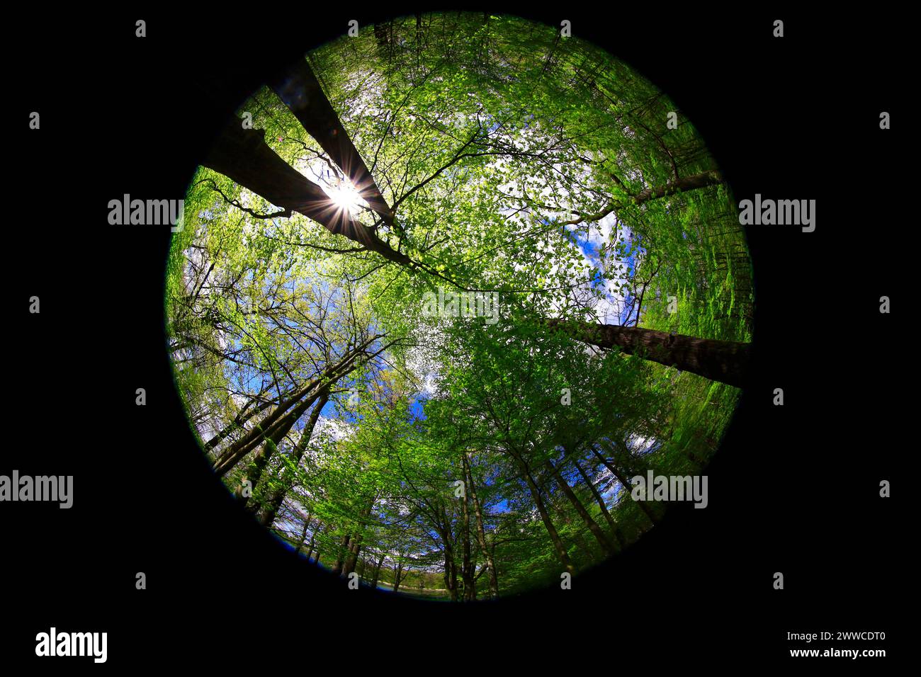 Fish-eye view of springtime forest Stock Photo
