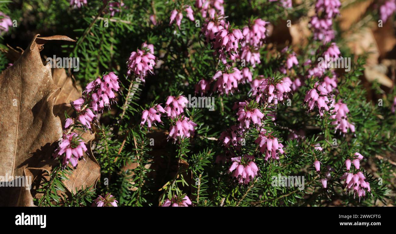 Erica Carnea, wildflowers growing in a forest in Bolzano, Italy Stock ...