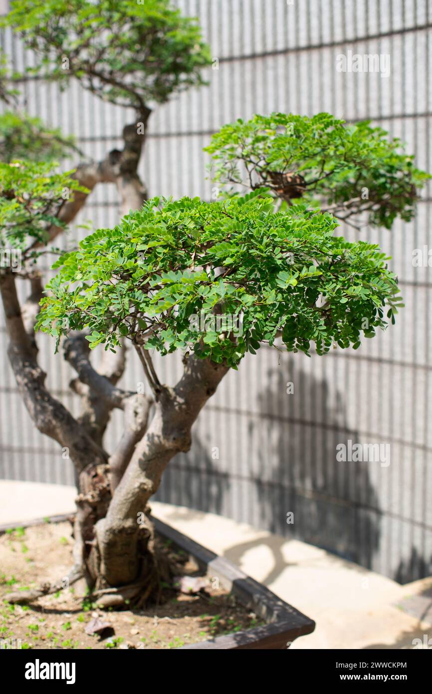 A selective focus of the side of a large bonsai tree. Stock Photo