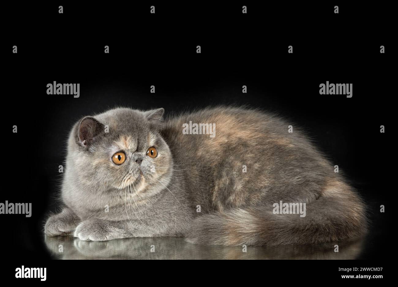 A beautiful exotic shorthair cat plays on a dark studio background with a reflection. Color gray tortoiseshell Stock Photo