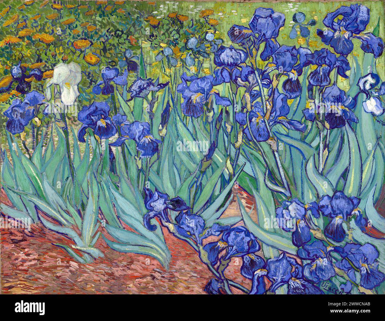 Irises is one of several paintings of irises by the Dutch artist ...