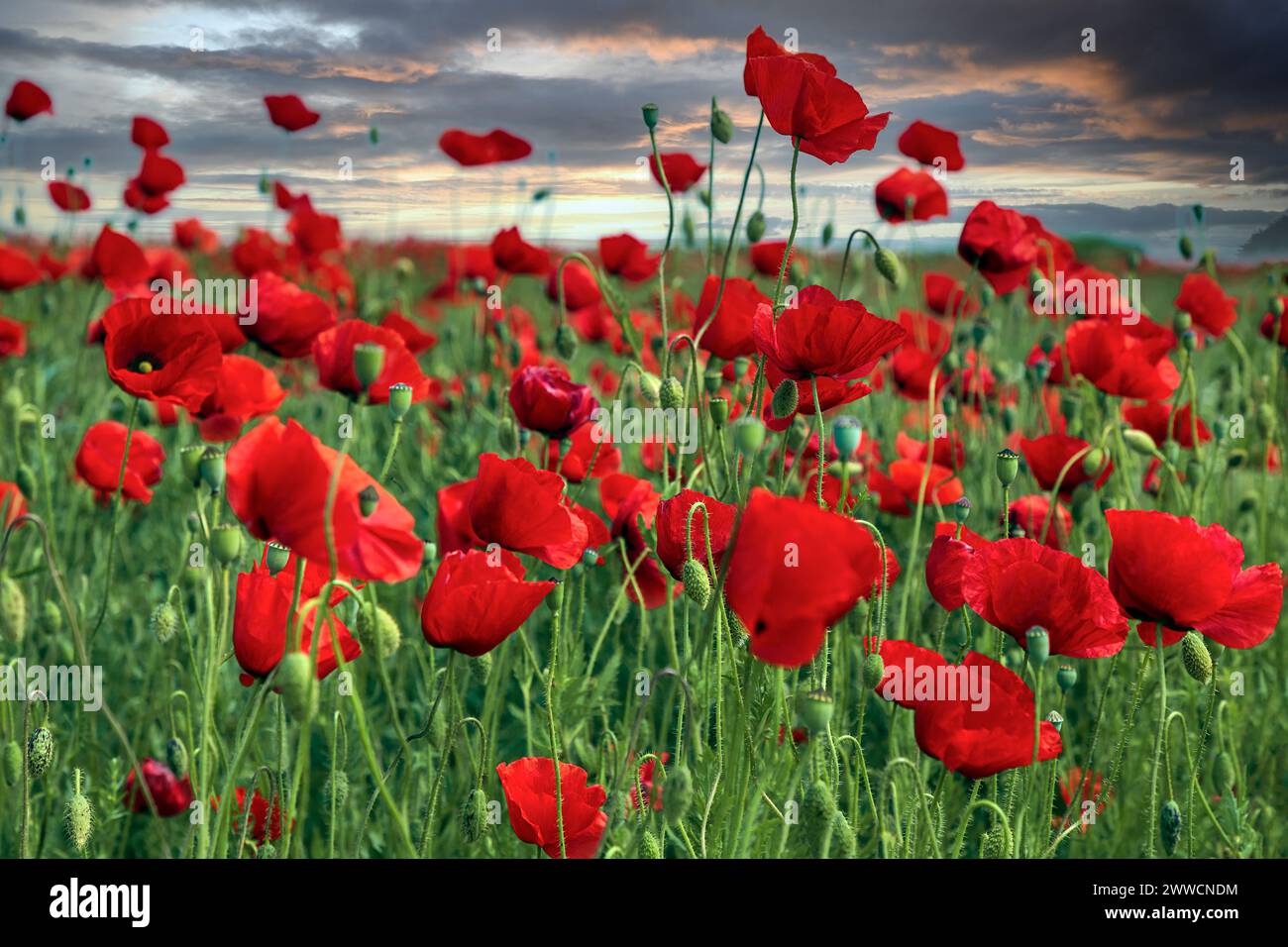 Background with field with poppys and sky with clouds in evening timp ...
