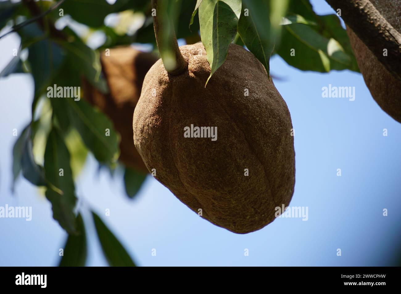 swietenia mahagoni (mahoni, mauni)with a natural background. Mahogany is a straight-grained, reddish-brown timber of three tropical hardwood species Stock Photo