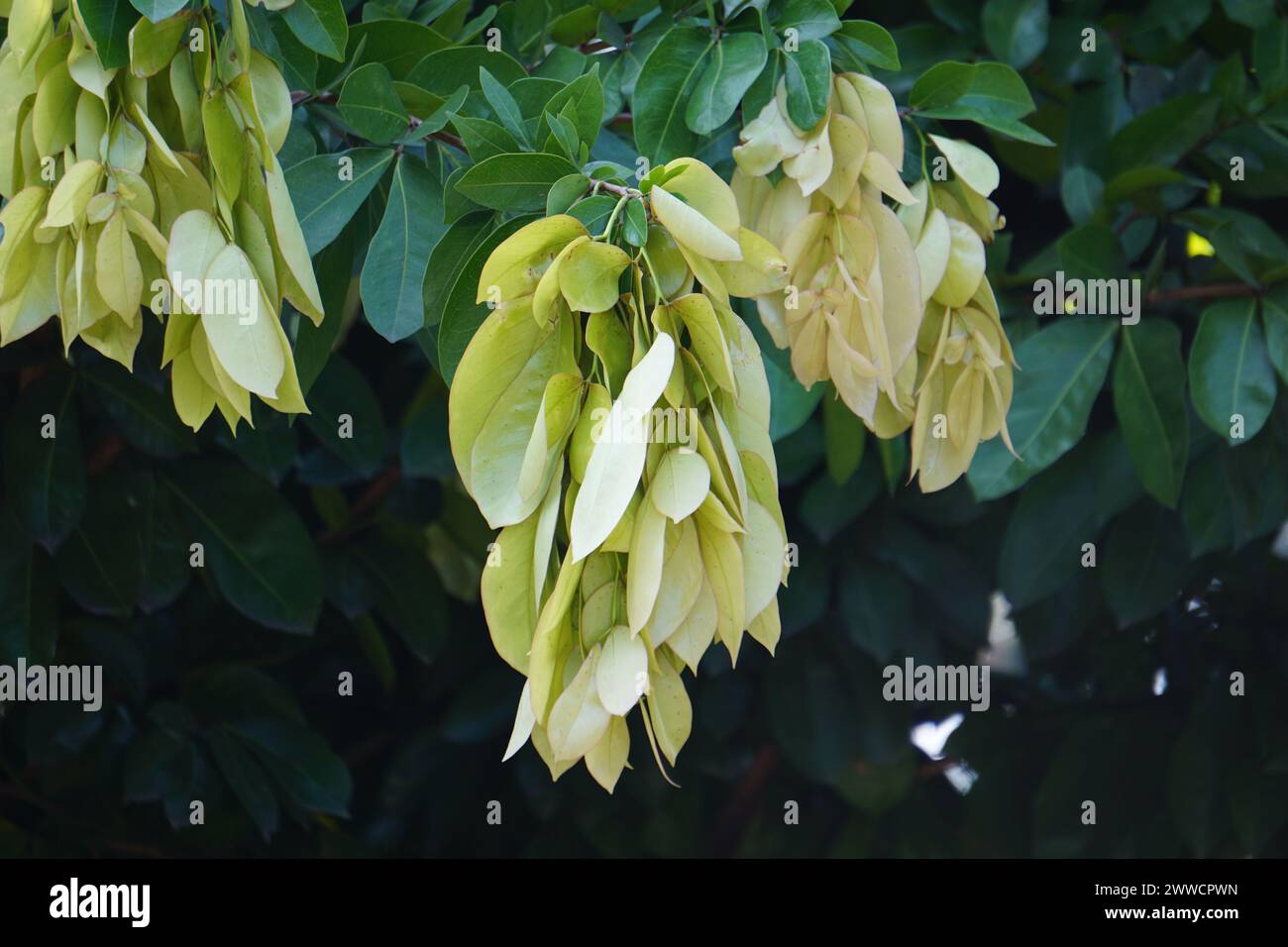 Maniltoa lenticellata (Silk handkerchief tree, cascading bean, bunga sapu tangan, and native handkerchief tree) plant Stock Photo