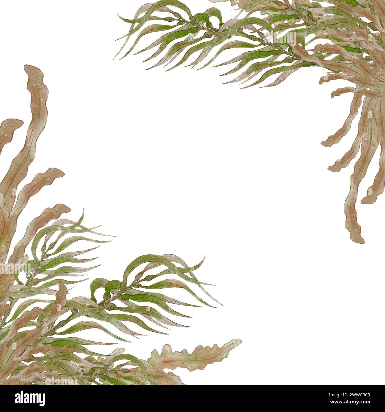Watercolor aquatic plants algae hi-res stock photography and images - Alamy