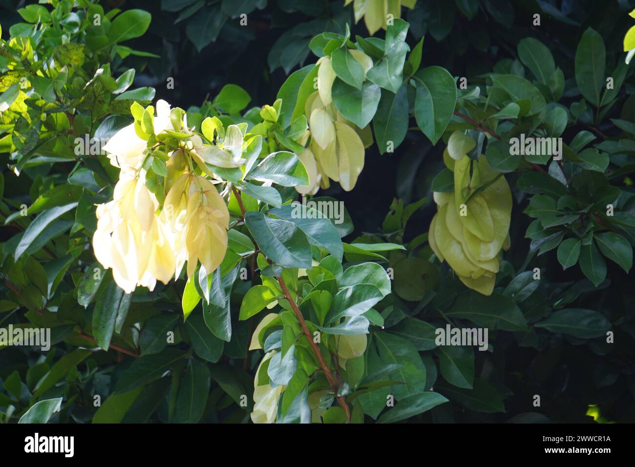 Maniltoa lenticellata (Silk handkerchief tree, cascading bean, bunga sapu tangan, and native handkerchief tree) plant Stock Photo