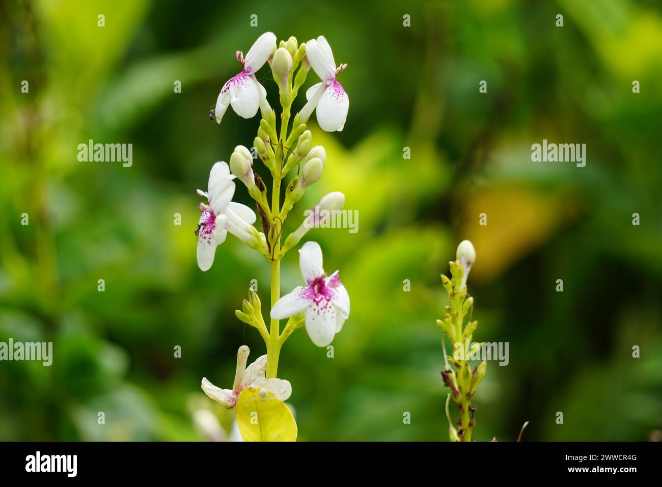 Pseuderanthemum Reticulatum (Japanese jasmine, melati jepang) with a natural background Stock Photo