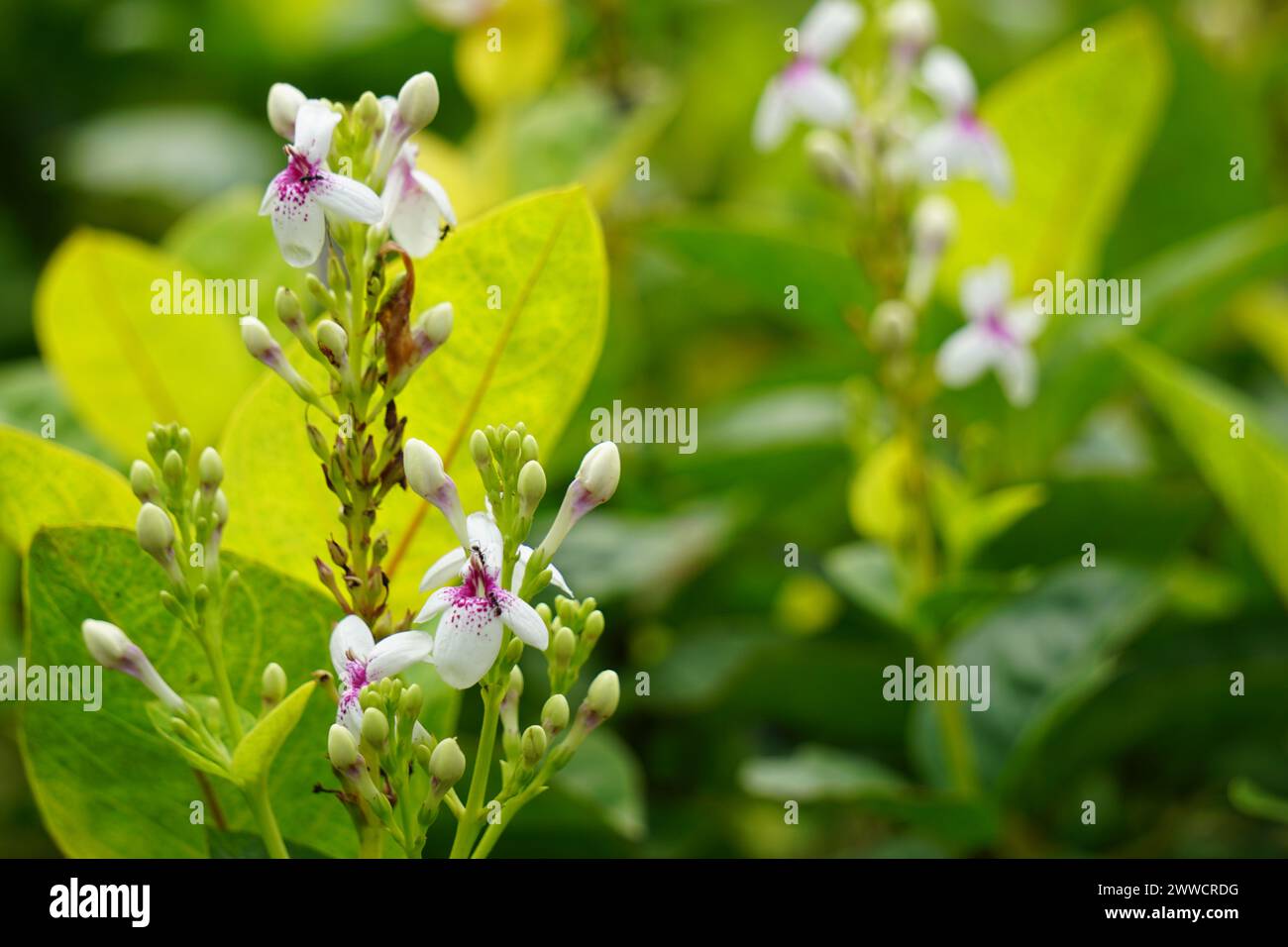 Pseuderanthemum Reticulatum (Japanese jasmine, melati jepang) with a natural background Stock Photo