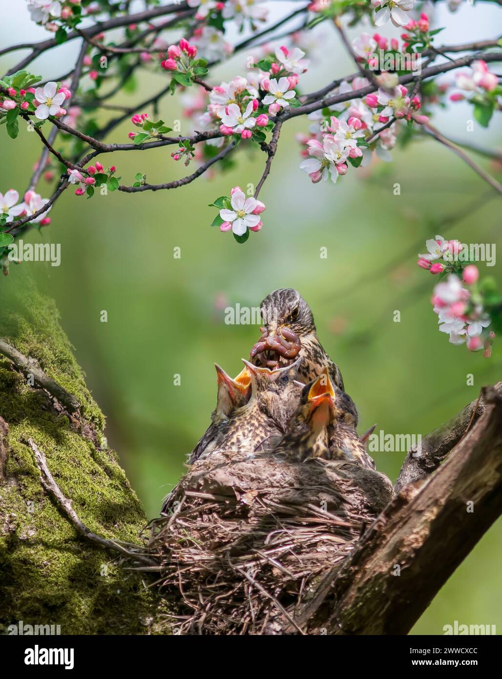 thrush bird has arrived at its nest in a tree and is feeding its chicks ...