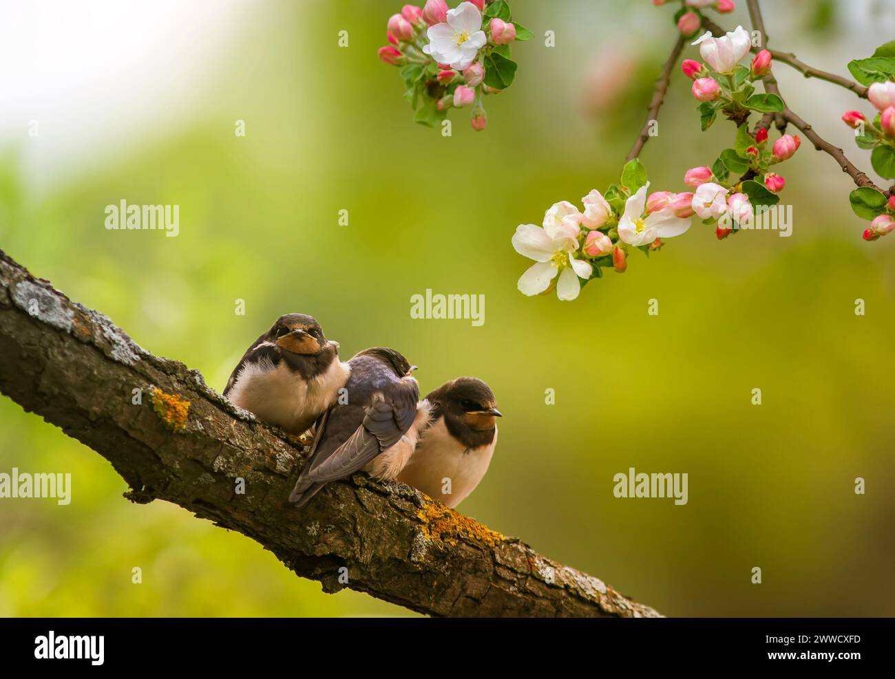 three village swallow chicks sit among the rosy flowering branches of an apple tree Stock Photo