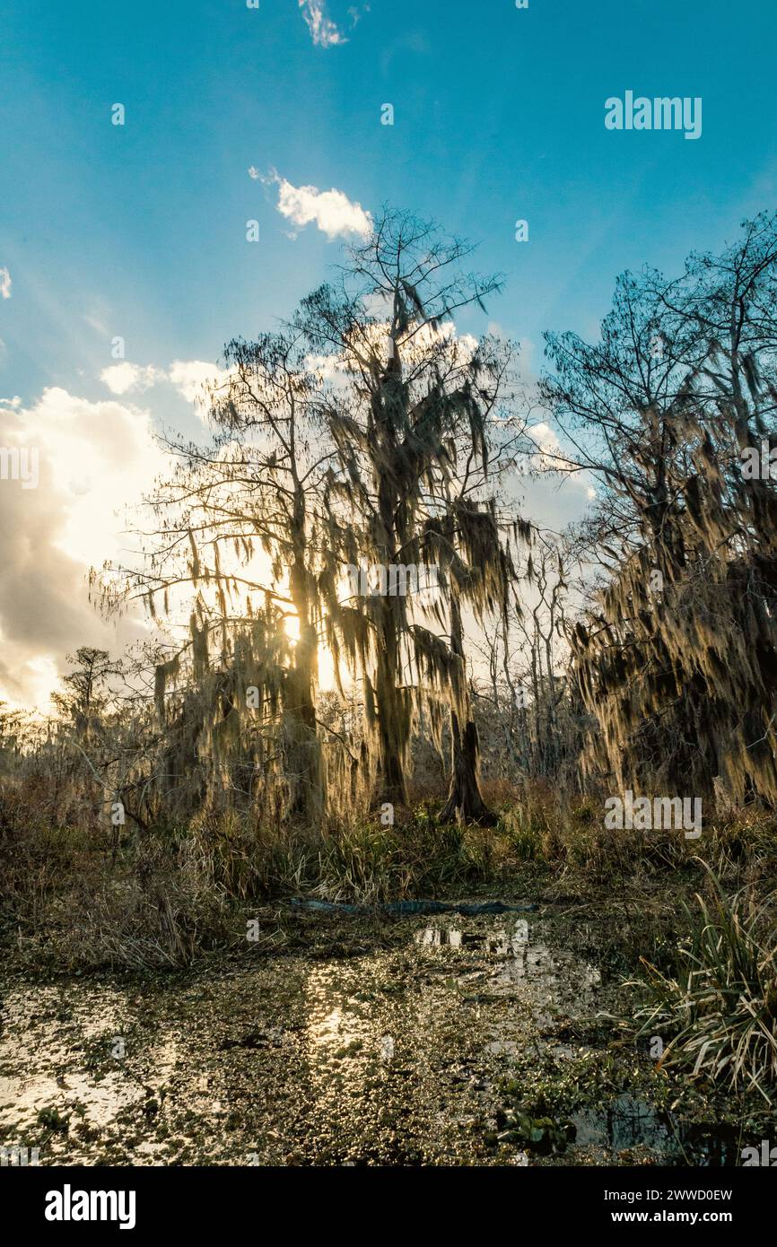 Swamp tour on a boat near Lafayette, Luisiana Stock Photo - Alamy