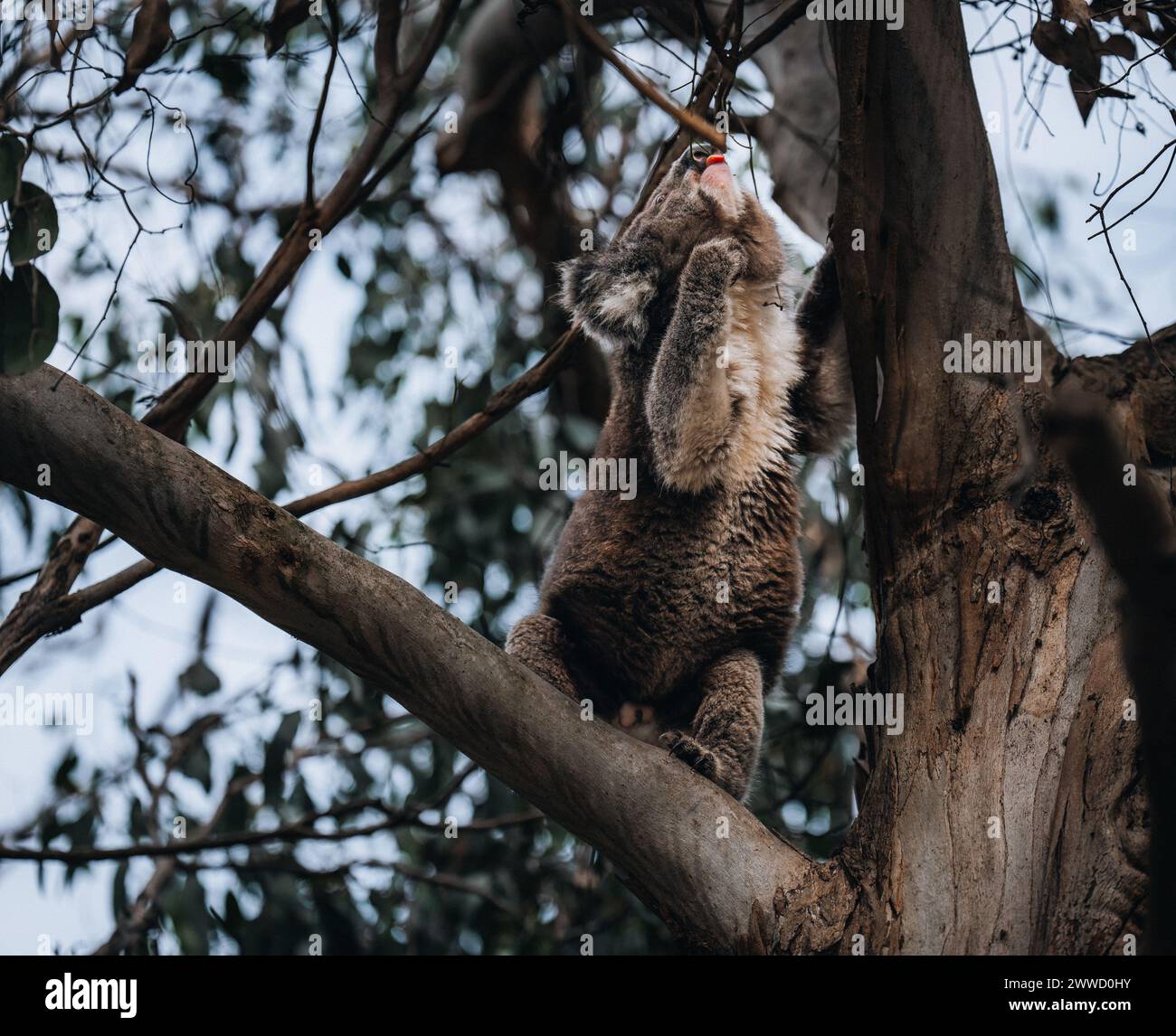 Koala in the wild with gum tree on the Great Ocean Road, Australia. Somewhere near Kennet river. Victoria, Australia. Stock Photo