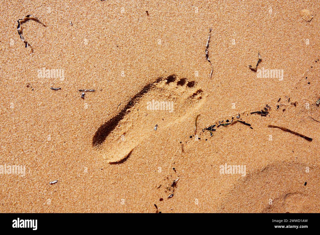 Child's Left Footprint in Wet Sand on Beach in Summer Stock Photo