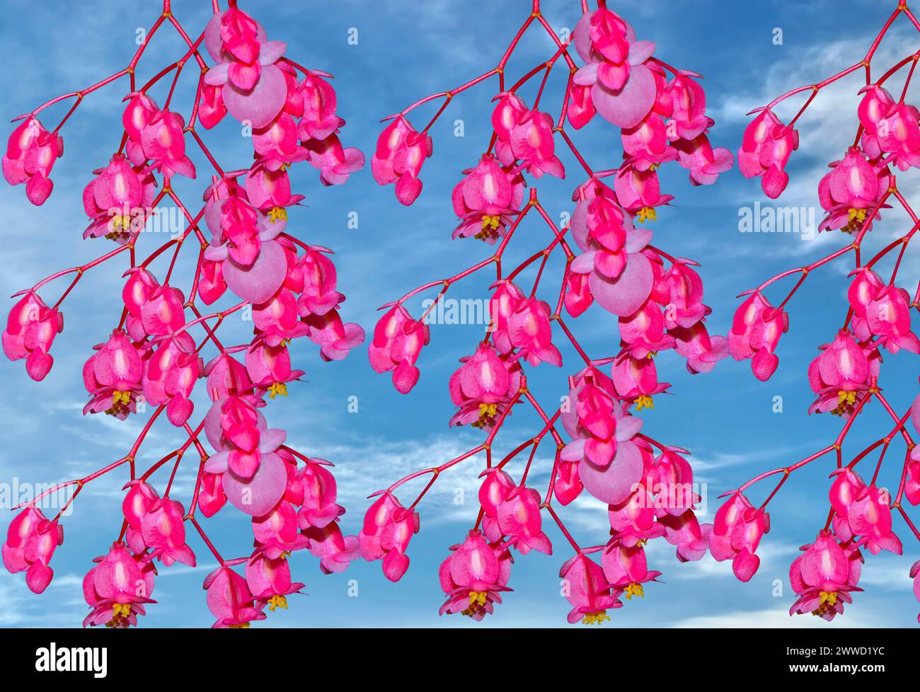 Angle wings Latin name begonia coccinea hart flowers with a blue sky Stock Photo