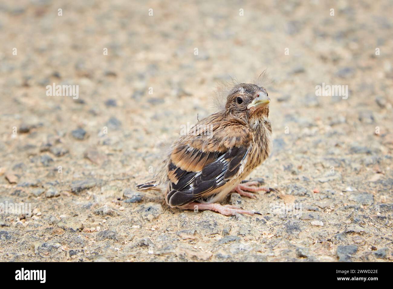 Small Lost Bird on the Ground Stock Photo