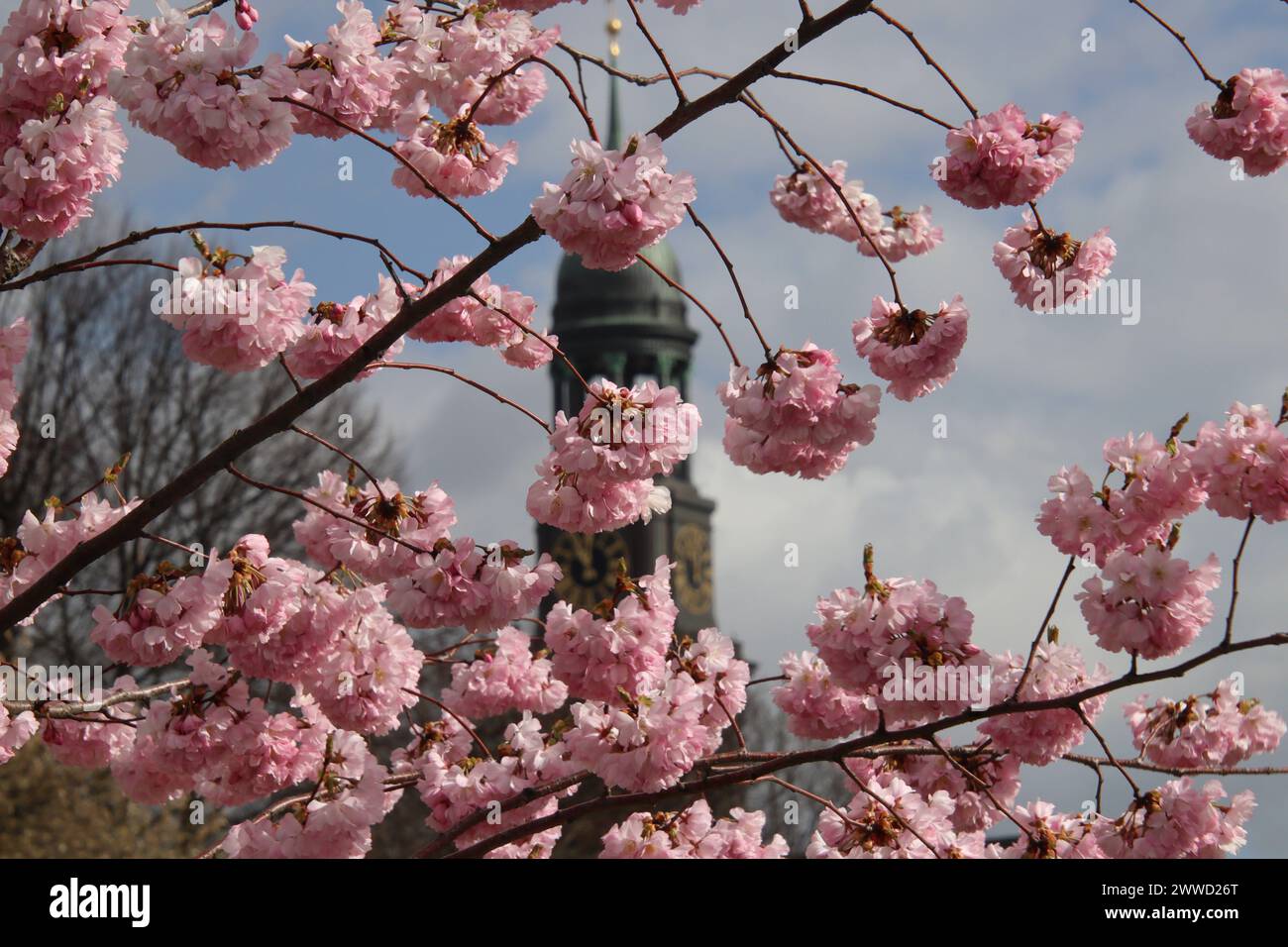 Blühende Kirschblüten am Hamburger Hafen bei wechselhaftem Frühlingswetter. *** Cherry blossoms in bloom at the Port of Hamburg in changeable spring weather Stock Photo