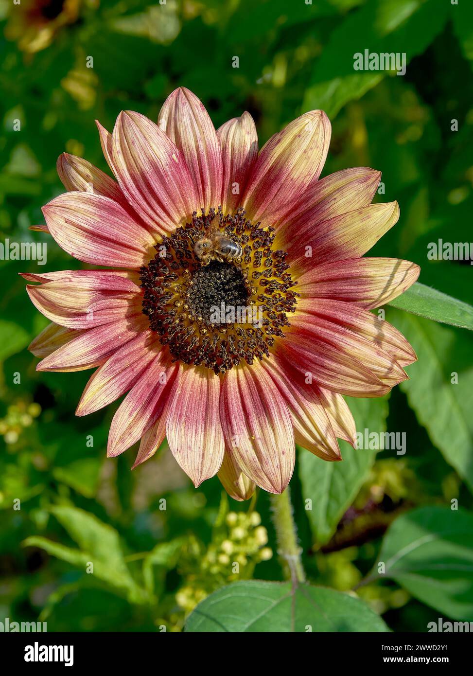 red sunflower resp.Helianthus annuus in Rhineland,Germanxy Stock Photo