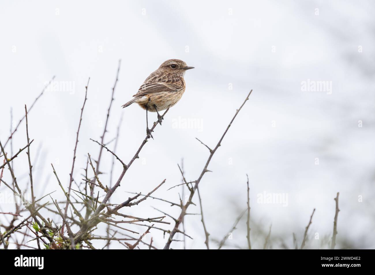 A female Stonechat (Saxicola torquata) perched on a branch against a neutral sky background. Stock Photo